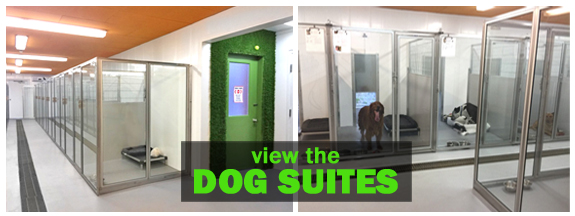 dog suite tour